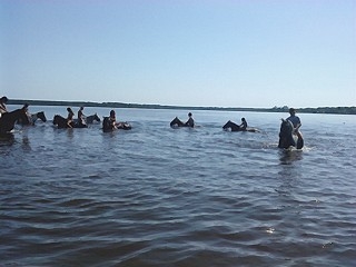  Natación con caballos 